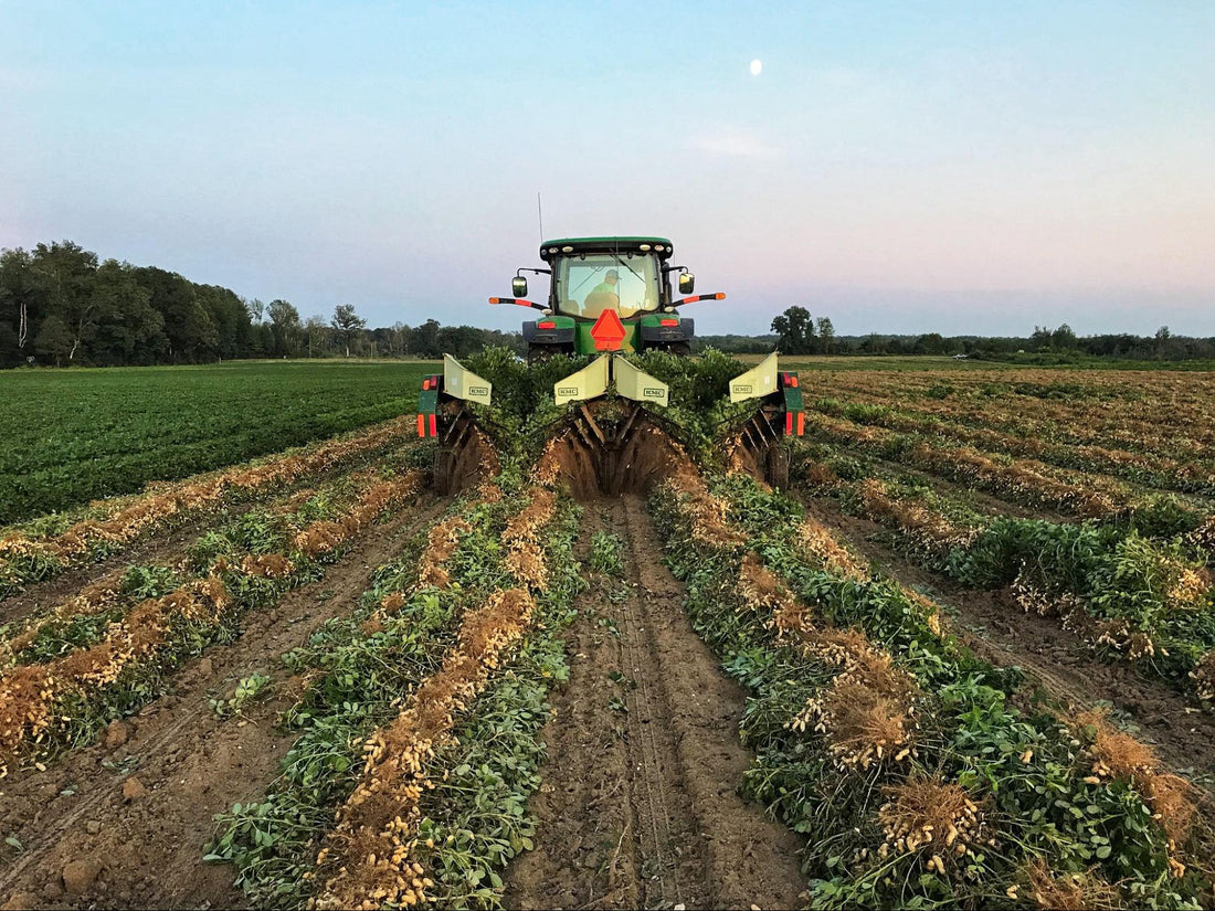 Where Do Peanuts Come From? The Process of Harvesting Virginia Peanuts